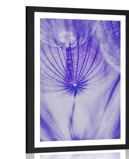 Květiny Plakát s paspartou pampeliška v fialovém provedení