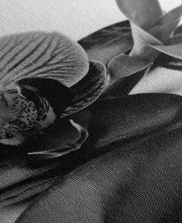 Černobílé obrazy Obraz masážní wellness kameny v černobílém provedení
