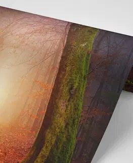 Samolepící tapety Samolepící tapeta les v pohádkových barvách