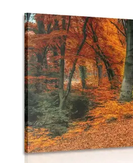 Obrazy přírody a krajiny Obraz les v podzimním období