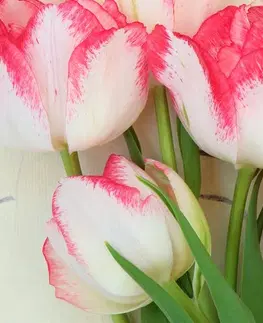Obrazy květů Obraz tulipány v jarním nádechu