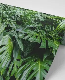 Samolepící tapety Samolepící fototapeta listy džungle
