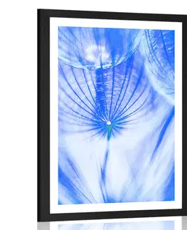 Květiny Plakát s paspartou pampeliška v modrém provedení