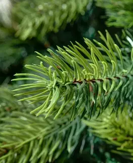 Vánoční stromky a věnce DecoLED Vánoční strom, 2D a 3D jehličí, borovička,180cm K066