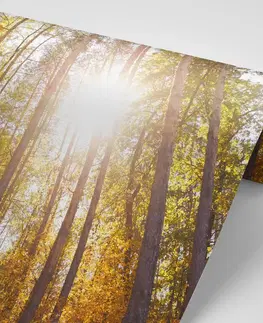 Tapety příroda Fototapeta les v podzimních barvách