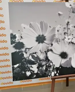 Černobílé obrazy Obraz letní květy v černobílém provedení