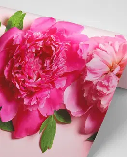 Tapety květiny Fototapeta pivoňky v růžové barvě