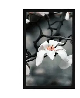 Květiny Plakát probouzející se magnolie