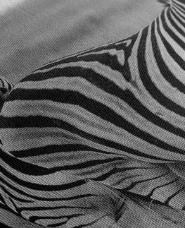 Černobílé obrazy Obraz tři zebry v savaně v černobílém provedení