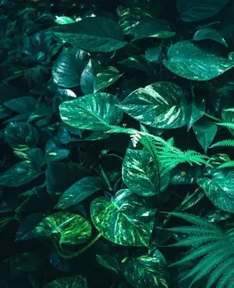 Samolepící tapety Samolepící fototapeta svěží tropické listy