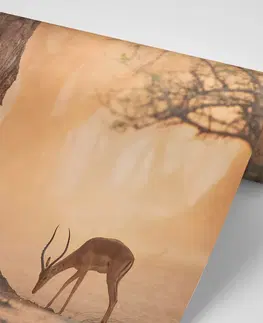 Samolepící tapety Samolepící fototapeta africká antilopa