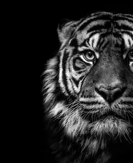 Černobílé obrazy Obraz tygr v černobílém provedení