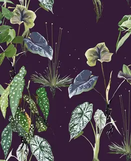 Tapety příroda Tapeta rostliny na noční obloze