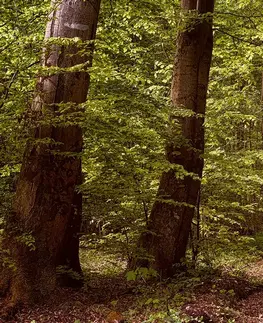 Samolepící tapety Samolepící fototapeta zelený les