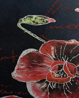Obrazy květů Obraz červené máky na černém pozadí