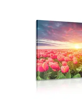Obrazy květů Obraz východ slunce nad loukou s tulipány