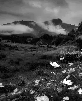 Černobílé obrazy Obraz louka kvetoucích květin v černobílém provedení