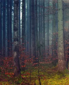 Tapety příroda Fototapeta tajemství lesa