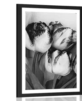 Černobílé Plakát s paspartou jarní tulipány v černobílém provedení