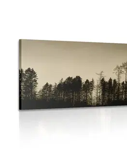 Černobílé obrazy Obraz sépiový les