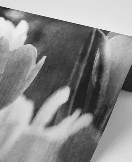 Černobílé tapety Tapeta černobílé tulipány v retro stylu