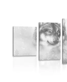 Černobílé obrazy 5-dílný obraz vlk v zasněžené krajině v černobílém provedení