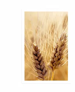 Příroda Plakát pšeničné pole
