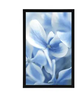 Květiny Plakát modro-bílé květiny hortenzie