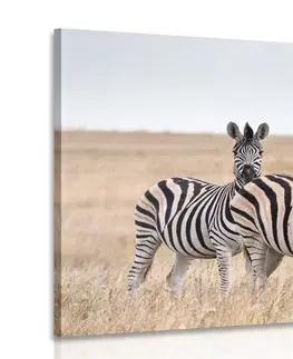 Obrazy zvířat Obraz tři zebry v savaně