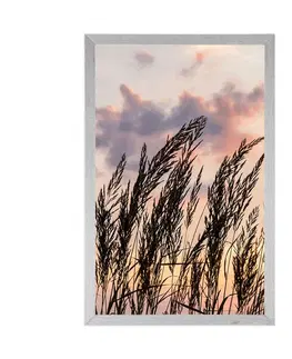 Příroda Plakát tráva při zapadajícím slunci