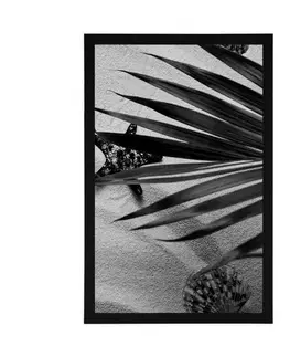 Černobílé Plakát mušle pod palmovými listy v černobílém provedení