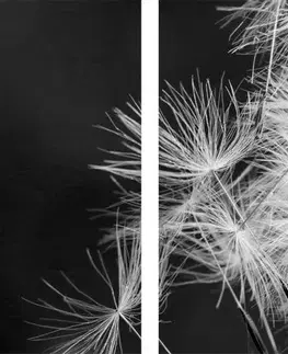Černobílé obrazy 5-dílný obraz semínka pampelišky v černobílém provedení