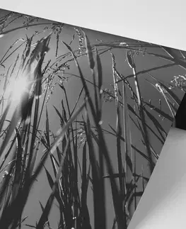 Černobílé tapety Fototapeta černobílá polní tráva