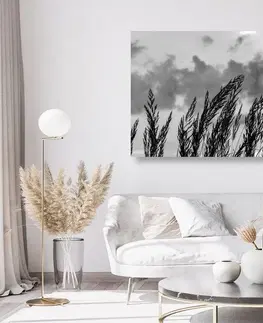 Černobílé obrazy Obraz tráva v černobílém provedení