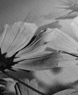 Černobílé obrazy Obraz letní květy v černobílém provedení
