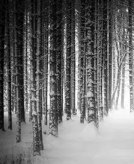 Černobílé tapety Fototapeta černobílý les zahalený sněhem