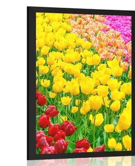 Květiny Plakát zahrada plná tulipánů