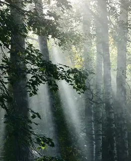 Obrazy přírody a krajiny Obraz slneční paprsky v mlhavém lese
