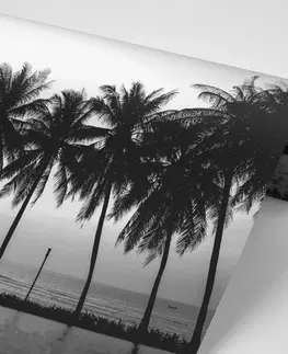 Samolepící tapety Samolepící tapeta západ slunce nad palmami v černobílém