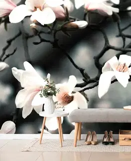 Samolepící tapety Samolepící fototapeta probouzející se magnolie