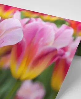 Samolepící tapety Samolepící fototapeta louka růžových tulipánů