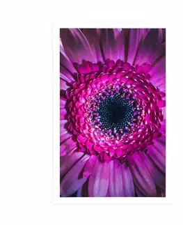 Květiny Plakát purpurová gerbera