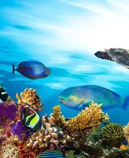 Obrazy mořští živočichové Obraz korálový útes s rybkami a želvami