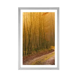 Příroda Plakát s paspartou cestička do lesa