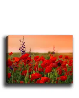 Obrazy Wallity Obraz na plátně Poppy field  50x70 cm