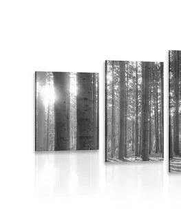 Černobílé obrazy 5-dílný obraz ráno v lese v černobílém provedení