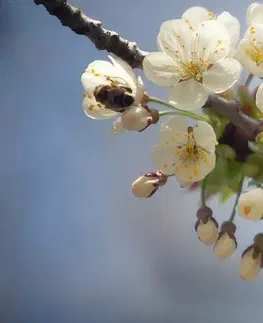 Obrazy květů Obraz kvetoucí větvičku třešně