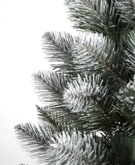 Vánoční stromky Vánoční stromek borovice 180 cm