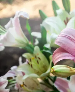 Samolepící tapety Samolepící fototapeta růžová lilie v rozkvětu