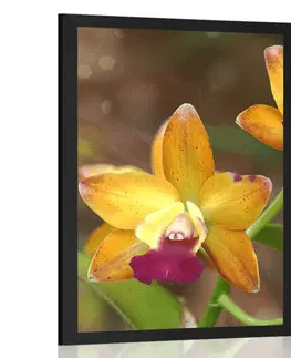 Květiny Plakát oranžová orchidej